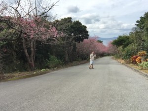 sakura