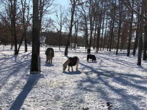 northern horse park